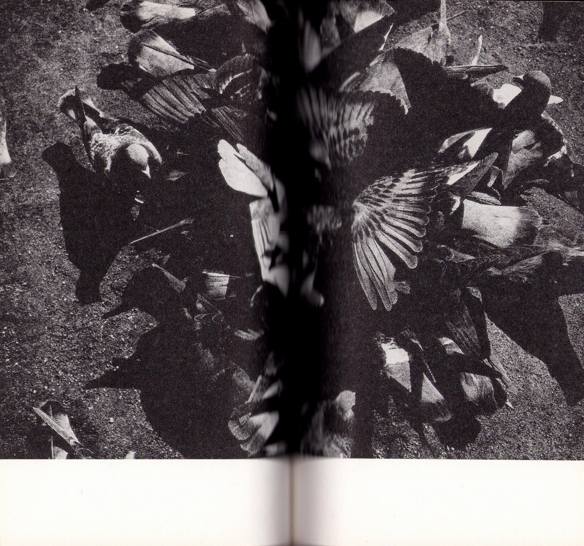 Light & Shadow - Daido Moriyama (SIGNED)