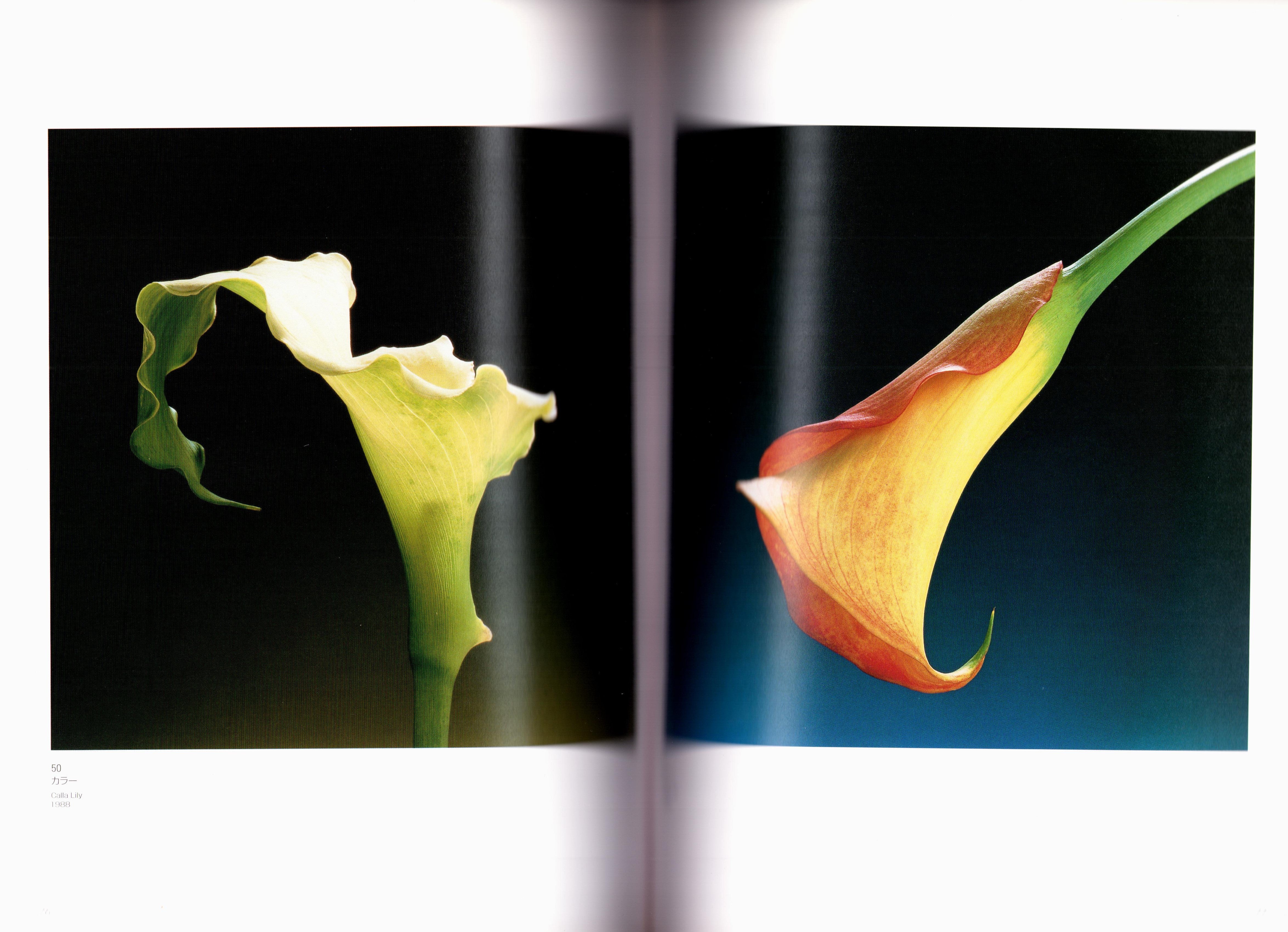 Promiscuous Flowers - Robert Mapplethorpe & Nobuyoshi Araki