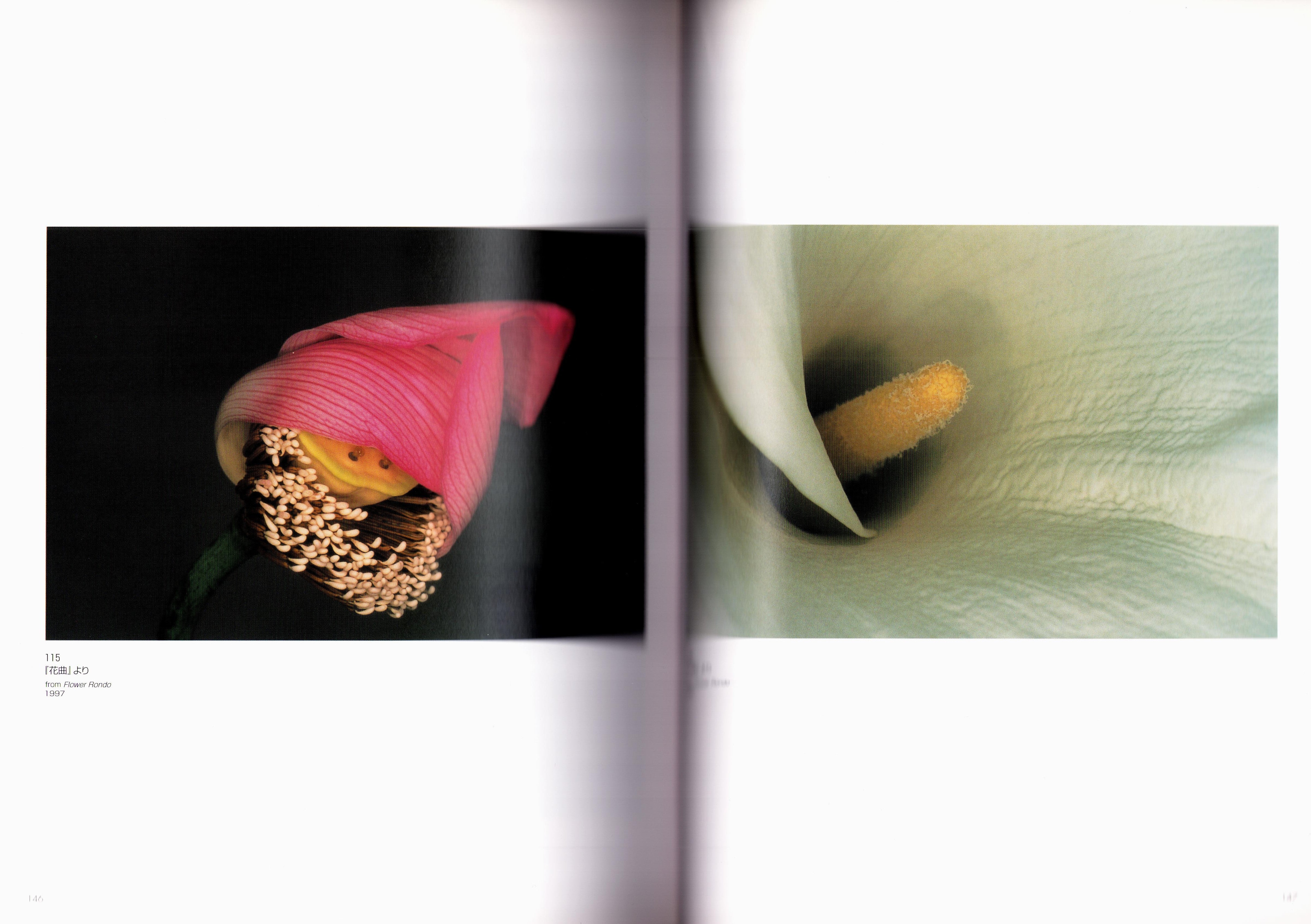 Promiscuous Flowers - Robert Mapplethorpe & Nobuyoshi Araki