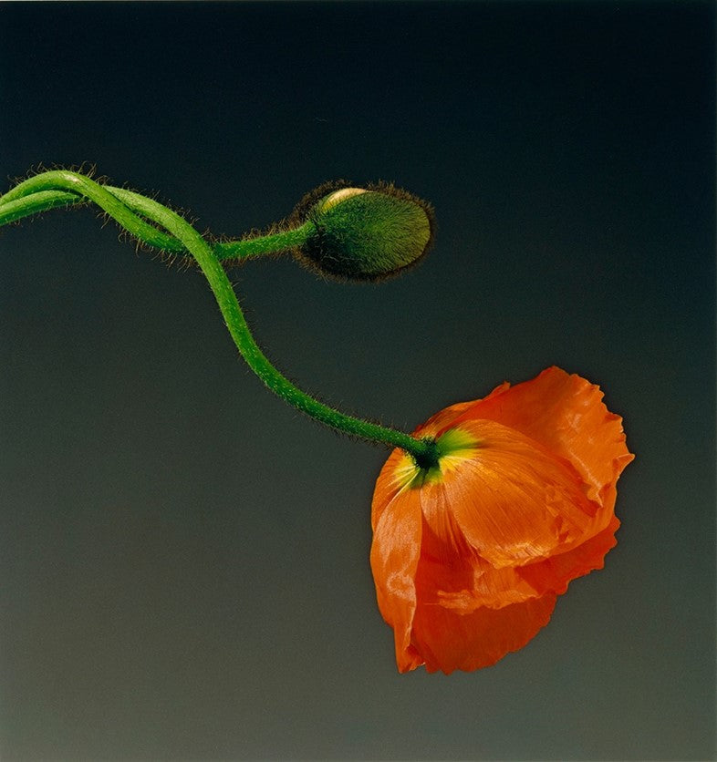 Promiscuous Flowers: Robert Mapplethorpe & Nobuyoshi Araki