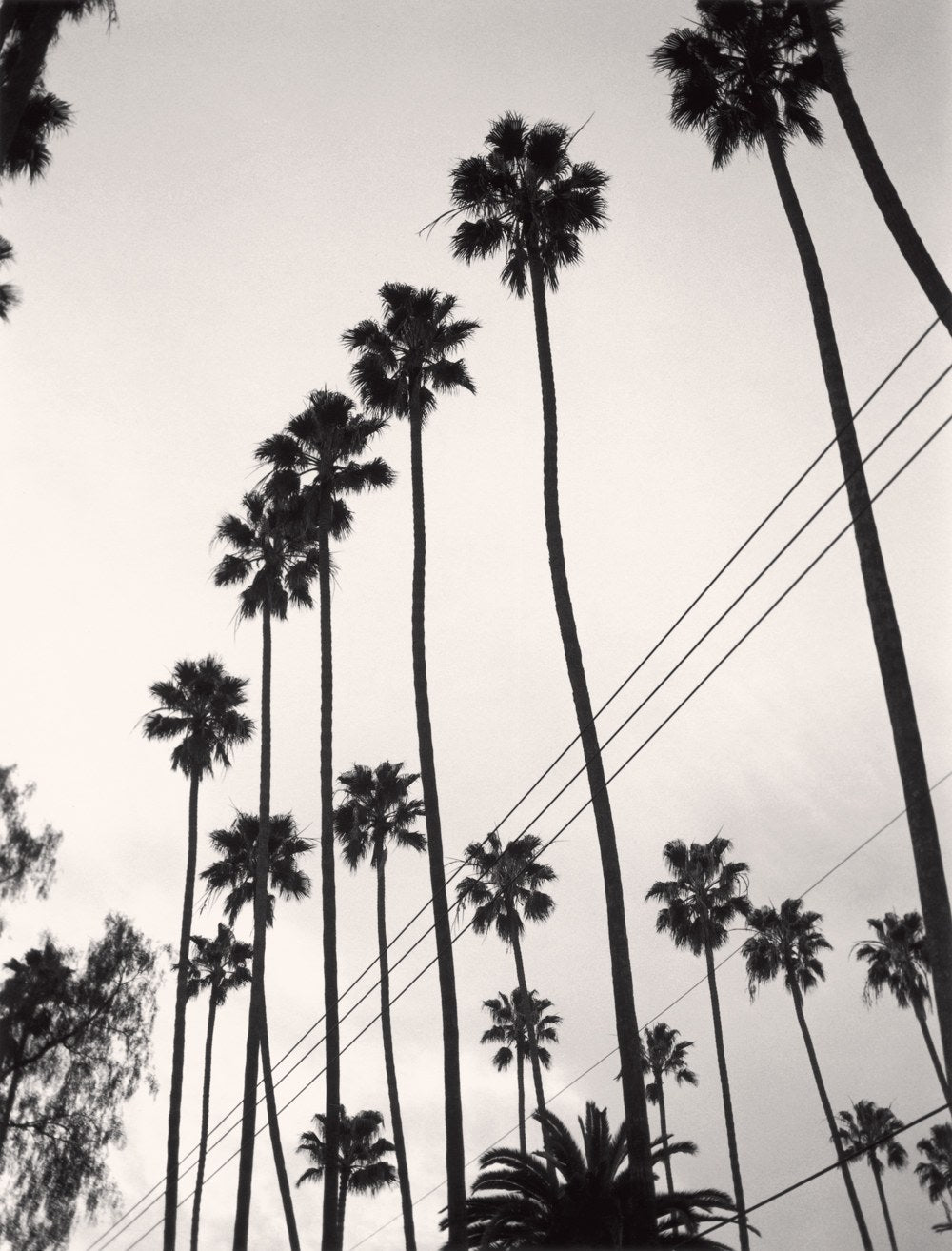 Lost Angeles - Paul Jasmin – Offbrand Library